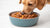 Is Wet Dog Food Better for Weight Loss? Exploring the Benefits and Considerations