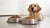 Is Wet Dog Food Cheaper Than Dry? A Comprehensive Guide for Pet Owners