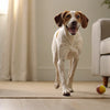 Is Wet Dog Food Easier to Digest? Exploring the Benefits and Considerations