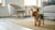 Is Wet Dog Food Good for Dogs? Exploring Benefits, Drawbacks, and What’s Best for Your Pet