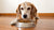 Is Wet Dog Food Good for Older Dogs? Exploring the Benefits for Your Senior Furry Friend