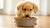Is Wet Dog Food Good for Puppies? A Comprehensive Guide to Choosing the Right Nutrition