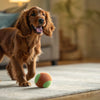 Is Wet Dog Food More Expensive? Exploring Costs, Benefits, and Feeding Solutions for Your Dog