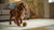 Is Wet Dog Food More Expensive? Exploring Costs, Benefits, and Feeding Solutions for Your Dog