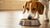 Is Wet Food Bad for Dog Teeth? Exploring the Truth Behind a Common Concern