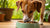 Is Wet Food Better for Dogs? A Comprehensive Guide
