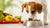 Is Wet Food Better for Dogs than Dry Food? A Comprehensive Guide