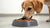 Is Wet Food Better for Dogs Than Dry? Understanding the Best Options for Your Canine Companion