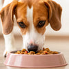 Is Wet Food Better for Dogs with Allergies? Exploring Nutrition Choices for Sensitive Pups