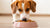 Is Wet Food Better for Dogs with Allergies? Exploring Nutrition Choices for Sensitive Pups