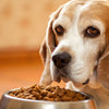 Is Wet Food Better for Older Dogs? Understanding the Best Diet for Senior Pups