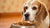 Is Wet Food Better for Older Dogs? Understanding the Best Diet for Senior Pups