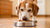 Is Wet Food Better for Senior Dogs? A Comprehensive Guide to Pet Nutrition