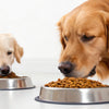Is Wet Food Better Than Dry Food for Dogs? A Comprehensive Guide for Pet Owners