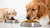 Is Wet Food Better Than Dry Food for Dogs? A Comprehensive Guide for Pet Owners