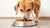 Is Wet Food Better Than Dry for Dogs? Understanding the Nutritional Choices for Your Furry Friend