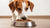 Is Wet Food Easier for Dogs to Digest? Exploring the Benefits and Differences