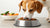 Is Wet Food Good for Dogs? Exploring the Benefits, Drawbacks, and Everything You Need to Know