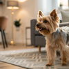 Is Wet Food Good for Puppies? Exploring the Benefits and Considerations