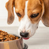 Is Wet Food or Dry Better For Dogs? A Comprehensive Guide to Choosing the Right Diet