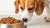 Is Wet Food or Dry Better For Dogs? A Comprehensive Guide to Choosing the Right Diet