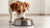 Is Wet or Dry Food Best for Dogs? A Comprehensive Guide for Pet Parents