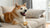 Is Wet or Dry Food Better for Dogs? A Comprehensive Guide for Pet Owners