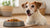 Is Wet or Dry Food Better for Senior Dogs? A Comprehensive Guide
