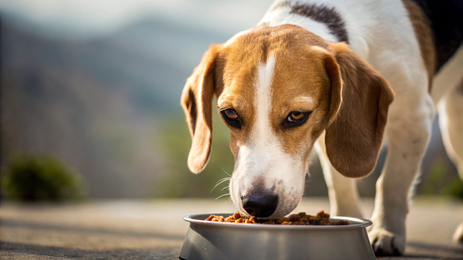 Image showcasing Is Wheat Bad for Dogs? Understanding Grains in Your Dog’s Diet | Houndsy