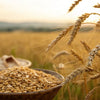 Is Whole Grain Food Bad for Dogs? Understanding the Nutritional Impact