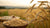 Is Whole Grain Food Bad for Dogs? Understanding the Nutritional Impact