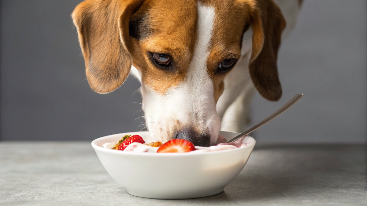 View of Is Yogurt Good for Dogs? Understanding the Benefits and Risks | Houndsy