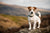 Jack Russell Terrier Personality Traits
