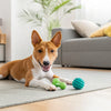 Kibble vs Fresh Food: Understanding the Best Diet for Your Dog