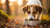 Knowing When to Transition: How Long Should a Dog Be Fed Puppy Food?