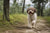 Lagotto Romagnolo Personality Traits: What to Expect