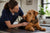 Managing Common Airedale Terrier Health Problems