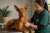 Managing Common Pharaoh Hound Health Problems