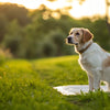 Mastering the Art of How to Potty Train a Dog: A Comprehensive Guide