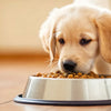 Mastering the Art of How to Transition Dog Food for Puppies