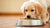Mastering the Art of How to Transition Dog Food for Puppies