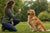 Mastering the Art of Training Your Golden Retriever: A Comprehensive Guide