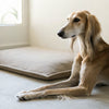 Mastering the Art of Treat Time: How to Train a Dog to Take Treats Nicely