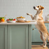 Mastering Your Kitchen: How to Get Your Dog to Stop Eating Food Off the Counter