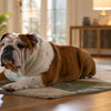Mixing Kibble with Cooked Food: A Comprehensive Guide for Dog Owners