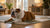 Mixing Kibble with Cooked Food: A Comprehensive Guide for Dog Owners