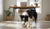 When Can You Feed Puppy Adult Food: A Guide to the Transition-141707313391