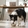 What Makes Puppy Food Different From Adult Food