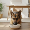 Is It Okay to Feed a Puppy Adult Food? Understanding Your Pup's Nutritional Needs