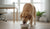 Do Senior Dogs Need High Protein Food? Understanding Their Nutritional Needs